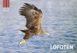 Magnet Lofoten