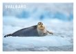 POSTKORT SVALBARD SEL