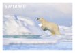 POSTKORT SVALBARD ISBJØRN