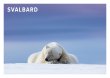 POSTKORT SVALBARD ISBJØRN