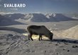 POSTKORT SVALBARD REIN