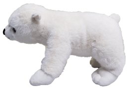 Isbjørn