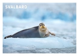 POSTKORT SVALBARD SEL