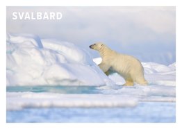 POSTKORT SVALBARD ISBJØRN