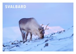POSTKORT SVALBARD REIN