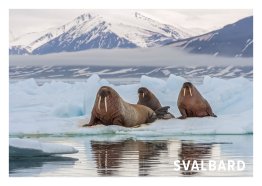 POSTKORT SVALBARD HVALROSS