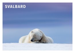 POSTKORT SVALBARD ISBJØRN