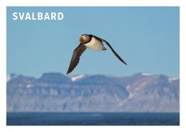 POSTKORT SVALBARD LUNDEFUGL