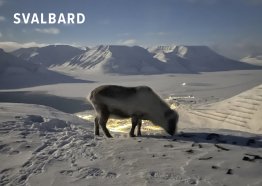 POSTKORT SVALBARD REIN