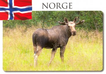 NORGE ELG FLAGG