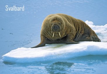 Magnet, Hvalross, Svalbard