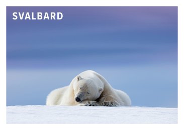 POSTKORT SVALBARD ISBJØRN