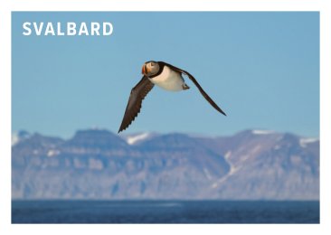 POSTKORT SVALBARD LUNDEFUGL