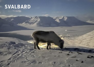 POSTKORT SVALBARD REIN
