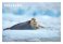 POSTKORT SVALBARD SEL