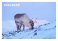 POSTKORT SVALBARD REIN