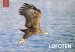 Magnet Lofoten