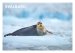 POSTKORT SVALBARD SEL
